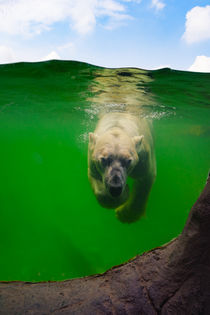 Eisbär unter Wasser by AD DESIGN Photo + PhotoArt