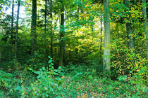 forest von M. Ziehr