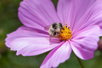 Biene auf einer Cosmea bipinnata-Blüte by Christoph Hermann