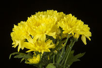 Chrysanthemum Flowers by David Toase