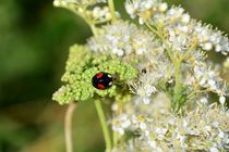 Black Ladybug by Claudia Evans