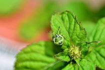 The stink bug  by Claudia Evans