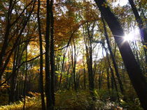 Herbstwald von yvi-mueller