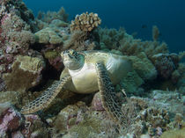 Meeresschildkröte | Rast im Korallenriff von Ute Niemann