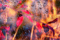 Autumn raindrops by Michael Naegele