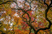 Herbstkleid vom Ahorn by Stephan Gehrlein
