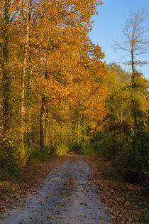 Waldweg im Herbst by Stephan Gehrlein