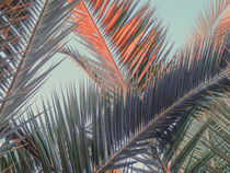 Pastel palms by Andrei Grigorev