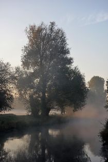 Baum am Niersufer im Morgennebel von Frank  Kimpfel