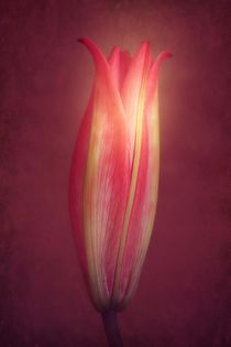  Lily With Mulled Wine Tones by CHRISTINE LAKE