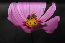 Biene auf Blume by raven84