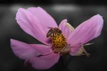 Biene auf Blume2 by raven84
