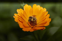 Biene auf Blume3 von raven84