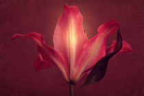 Lily With Mulled Wine Tones 2 by CHRISTINE LAKE