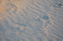 Footprints in the sand on a beach in Denmark by Tobias Steinicke