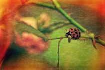 Harlekin  -  Ladybug by Claudia Evans
