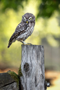 Grumpy little owl by Bettina Dittmann
