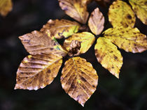Goldene Herbstblätter von Christian Mueller
