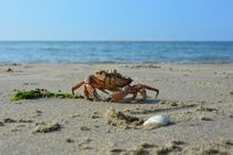 Crab on the beach by Claudia Evans