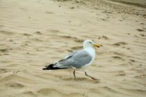 SEAGULL by Claudia Evans