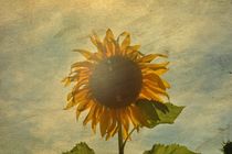 '"SUNFLOWERS DREAM"' by Claudia Evans