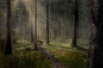 Waldgeheimnisse 3 von Simone Wunderlich