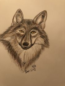 Der Wolf by ulrike0806