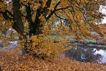 Herbststimmung am Niersufer by Frank  Kimpfel