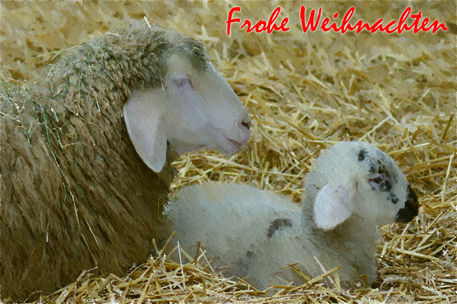Schaf-mit-lammchen