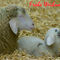 Schaf-mit-lammchen