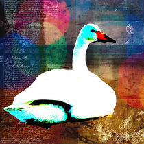 Swan. von kristinn-orn