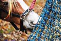 Horse Eating Hay 2, 2018 von Caitlin McGee