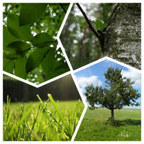 Collage grüne Natur von yvi-mueller