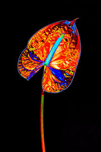 Abstract Anthurium-01 by David Toase