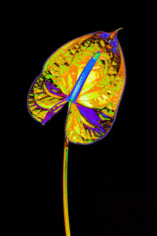 Abstract-anthurium-02