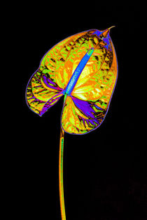 Abstract Anthurium-02 by David Toase