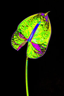 Abstract Anthurium-03 by David Toase