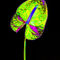 Abstract-anthurium-03