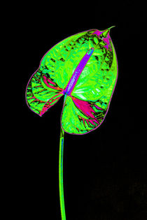 Abstract Anthurium-04 by David Toase