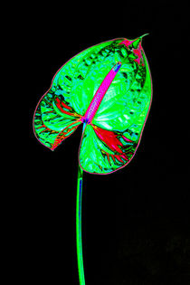 Abstract Anthurium-05 by David Toase