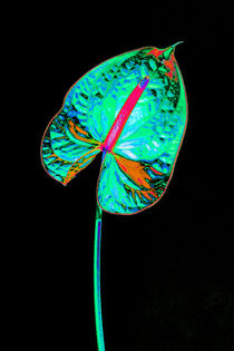 Abstract Anthurium-06 by David Toase