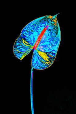 Abstract-anthurium-07