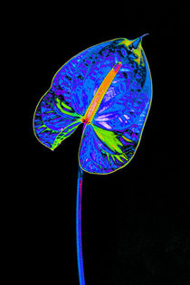 Abstract Anthurium-08 by David Toase