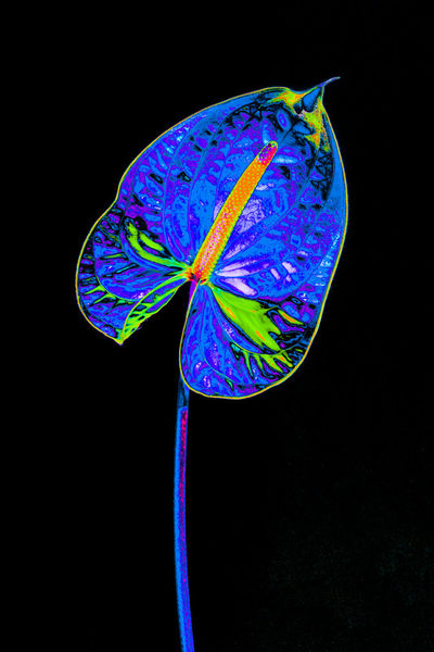 Abstract-anthurium-08