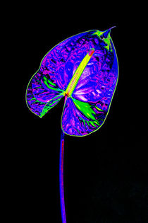 Abstract Anthurium-09 by David Toase