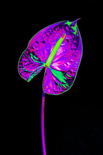 Abstract Anthurium-10 by David Toase