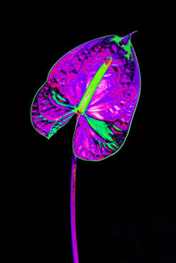 Abstract-anthurium-10