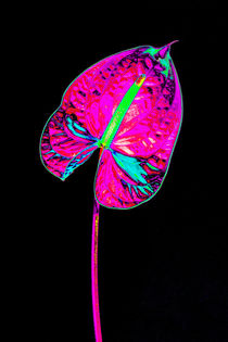 Abstract Anthurium-11 by David Toase