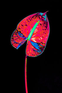 Abstract Anthurium-12 by David Toase