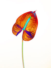 Abstract Anthurium-13 by David Toase